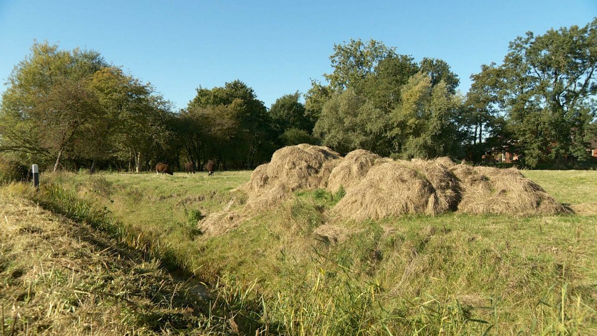 Waarom is bermgras zo belangrijk dat twee partijen erom vechten voor de rechter?