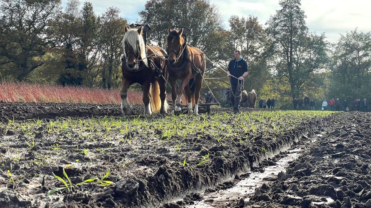 Ploegpaardevenement in Orvelte trekt ondanks vertraging veel publiek