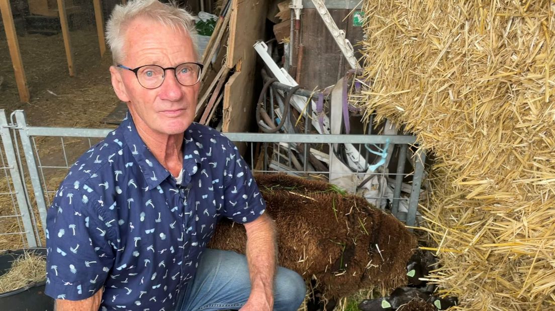 Joop van Selm met twee zieke schapen