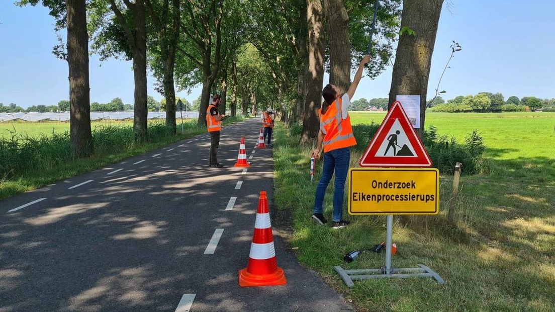eikenprocessierups