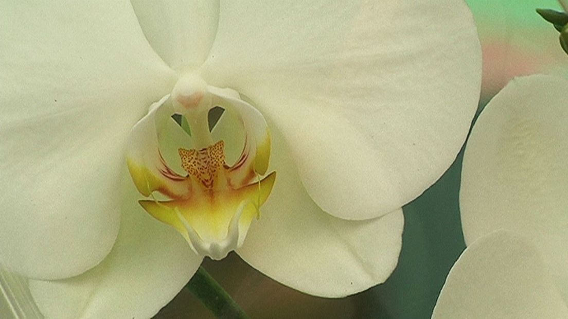 Het gaat om een witte orchidee.