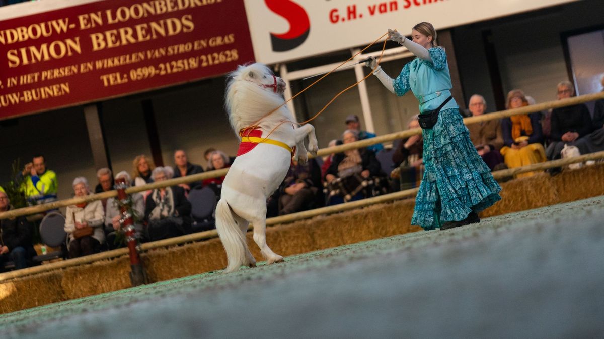 In beeld: Kerstshow met paarden in Exloo