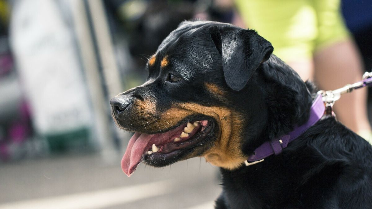 Veertien blaffende rottweilers drijven buren tot wanhoop: Valthermondse kennel voor rechter