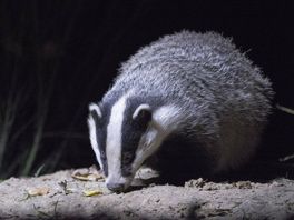 Razendsnel achteruit: das snelt voorbij de wildcamera