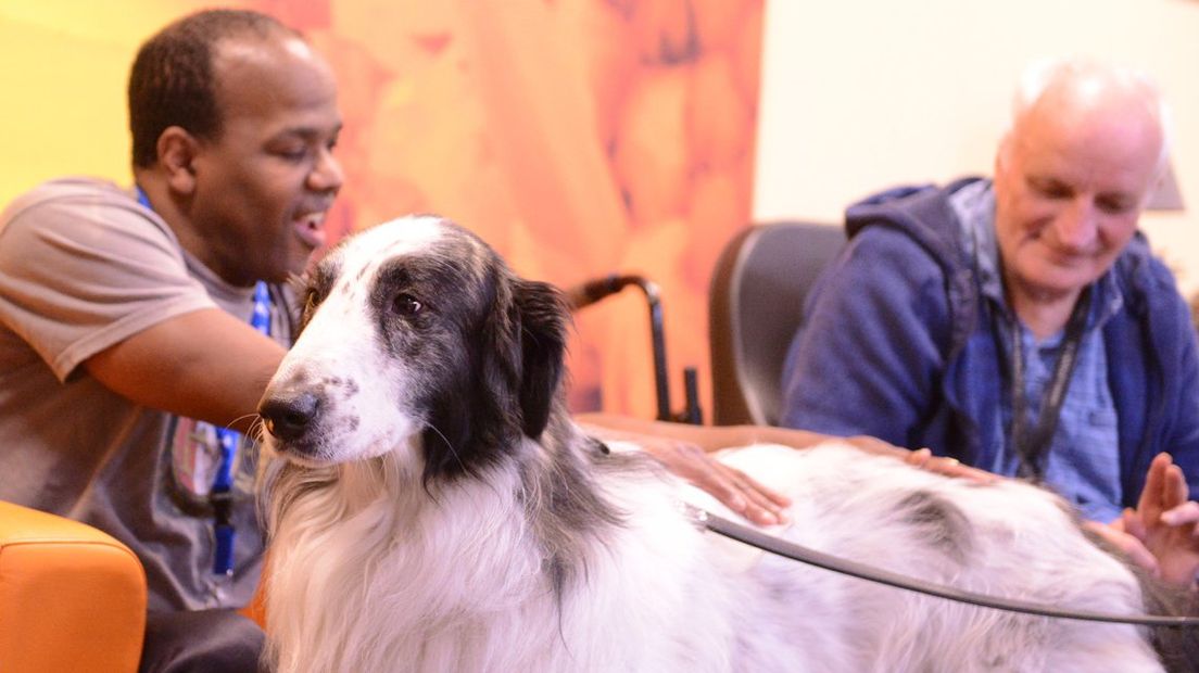 Zorghond Pyreneeër Barzoi Milan van Stichting ZorgDier laat zich vertroetelen door bewoners Het Zamen