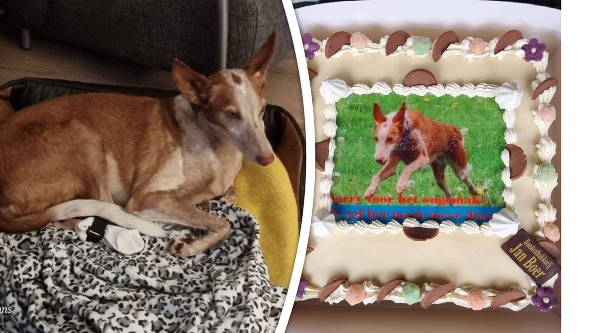 Hond Senna die landingsbaan oprende maakt het goed: 'Eerst in shock, nu