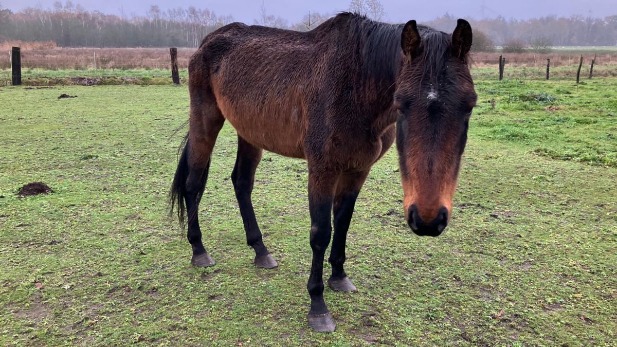Broodmager, onder de luizen en bloedworminfecties: verwaarloosde paarden weggehaald bij eigenaar