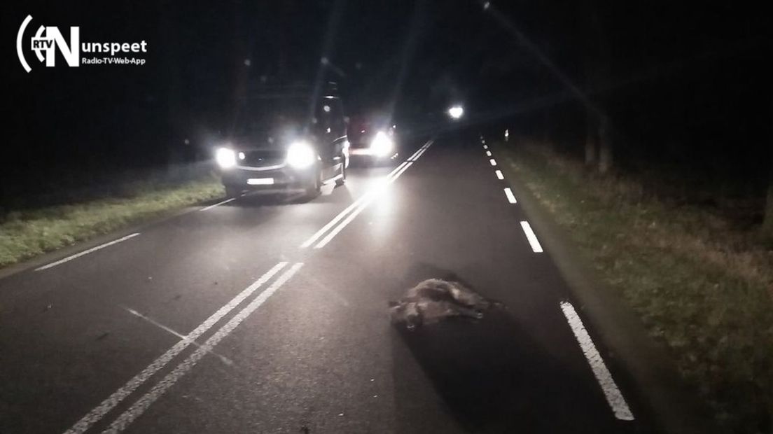 Het aangereden zwijn lag eerst knock-out op de weg