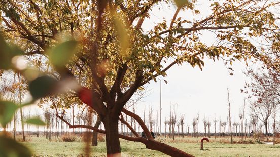 Worden historische bosjes minder beschermd? ‘We gaan niet massaal rooien’