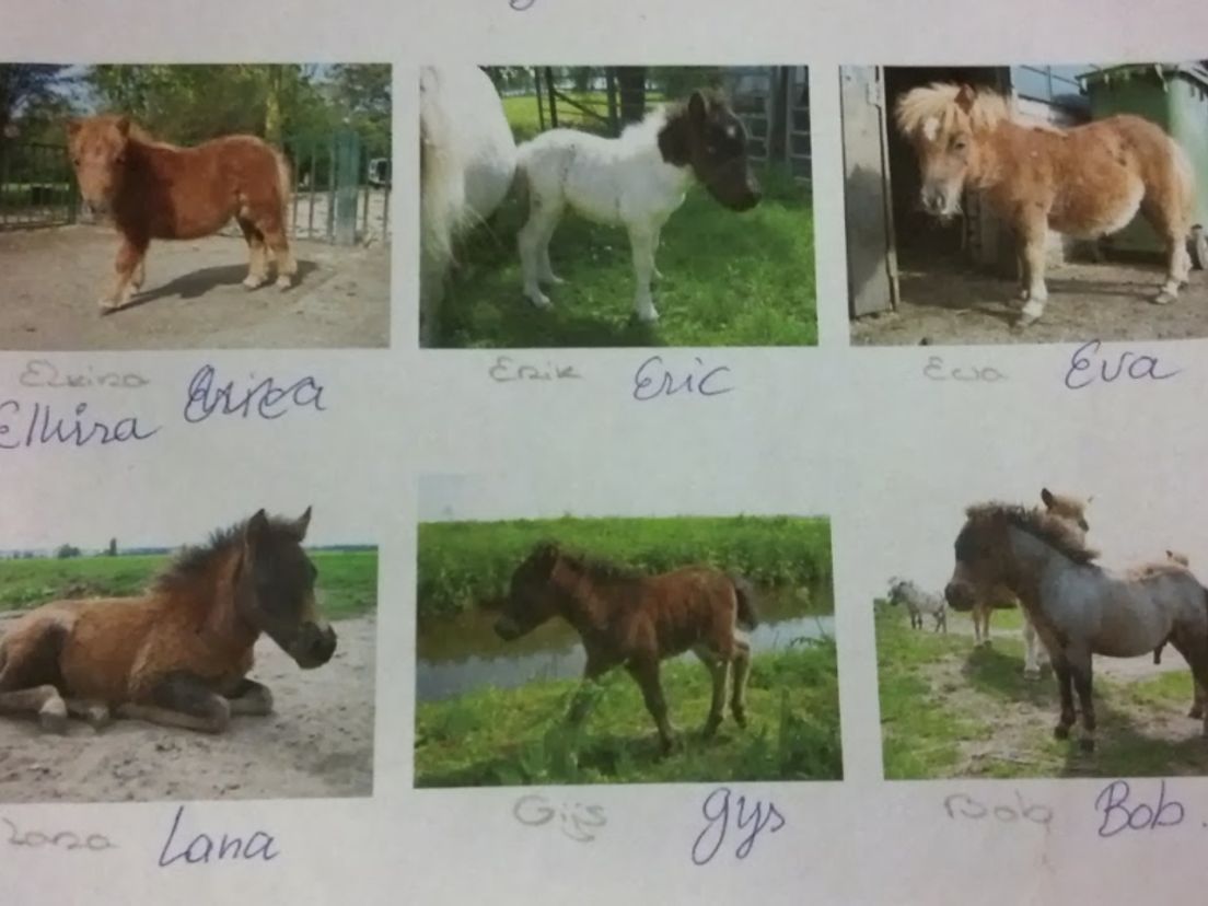 Mevrouw Den Boer heeft alleen nog de foto's van haar pony's