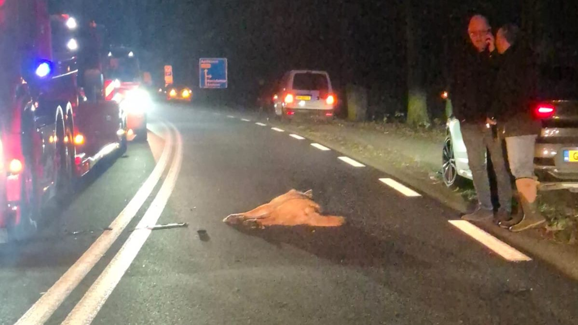 Wolf doodgereden op N304: 'Hij was echt groot'