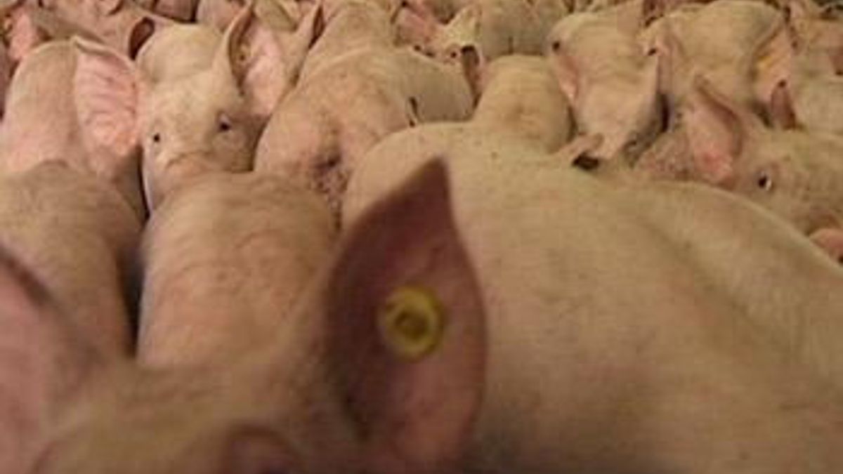 Megastal Nijensleek nog niet goedgekeurd