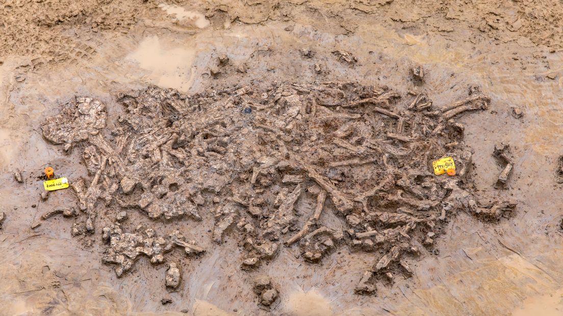 Bij bedrijventerrein Medel in Tiel zijn archeologen op een bijzonder graf uit de steentijd gestuit. Het verkeert in uitzonderlijk goede staat en dat maakt het 5.500 jaar oude graf uniek.