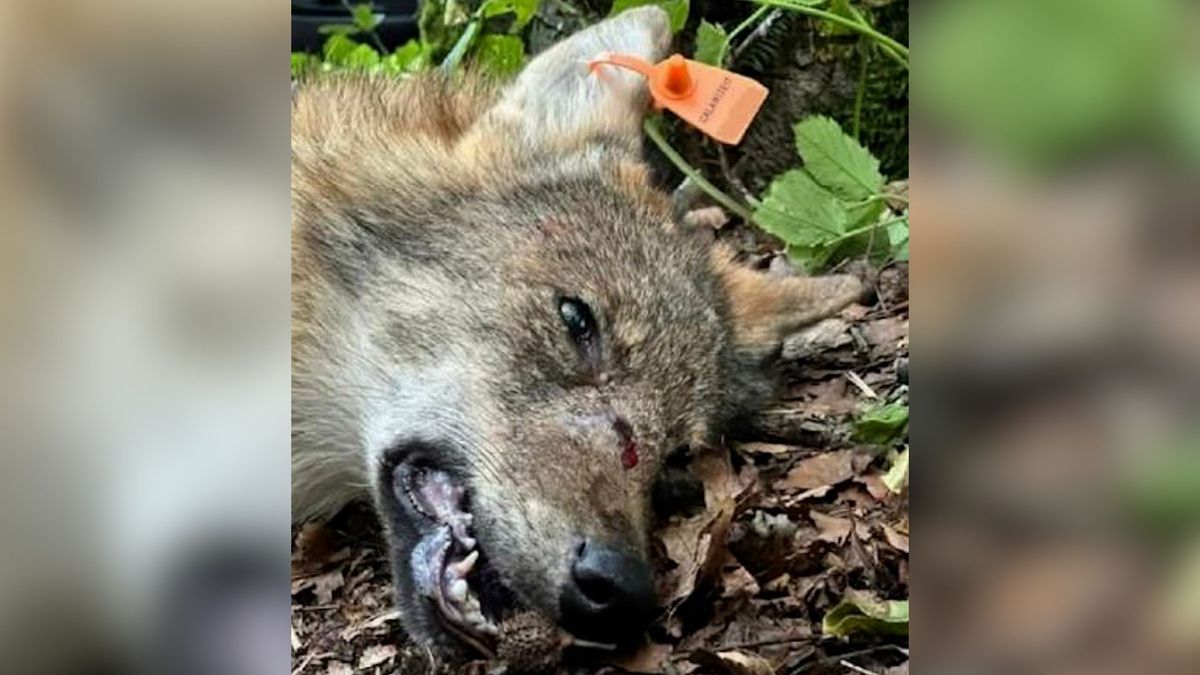 Aangereden wolven uit hun lijden verlossen: 'Dat went nooit'