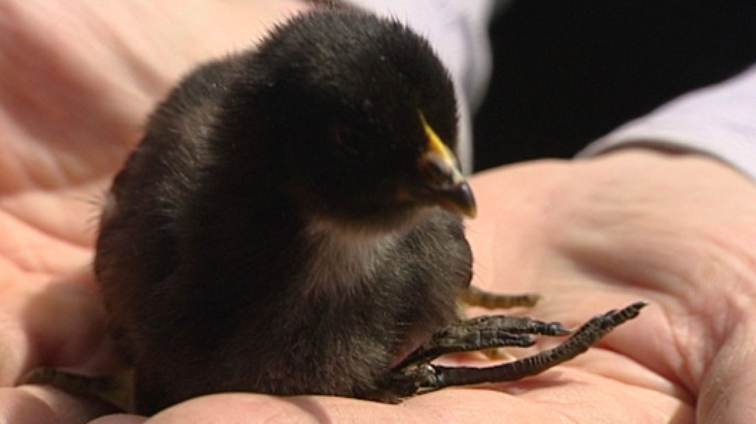 Kuiken met vier pootjes in Gellicum