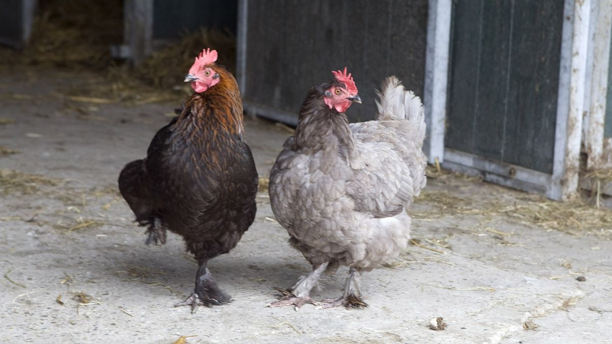 Pluimvee mag weer naar buiten (update)