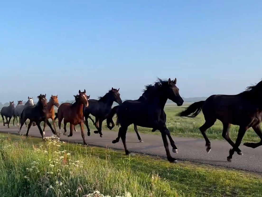 Wilde Westen in Eemnes: kudde paarden ontsnapt om te gaan dauwtrappen