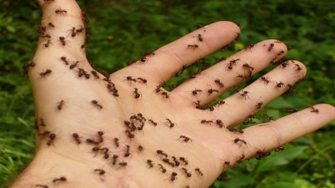 Overlast door mieren