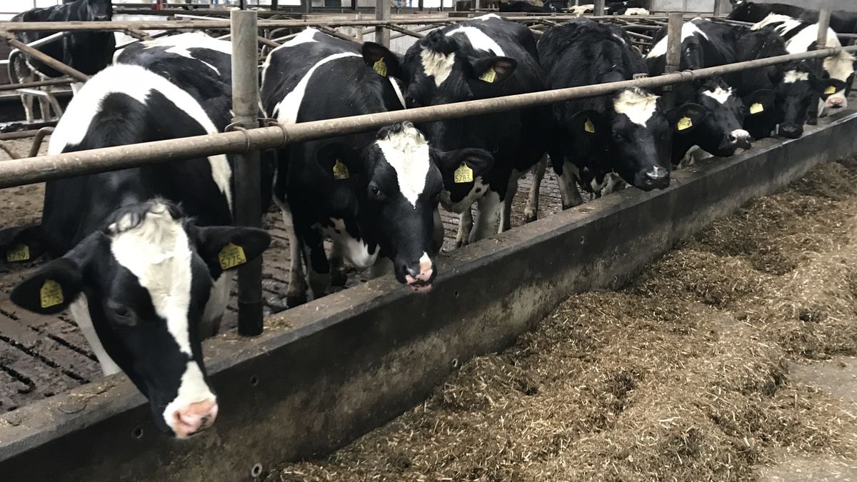 Inval bij slachthuis in Hoogeveen om slachten zieke dieren