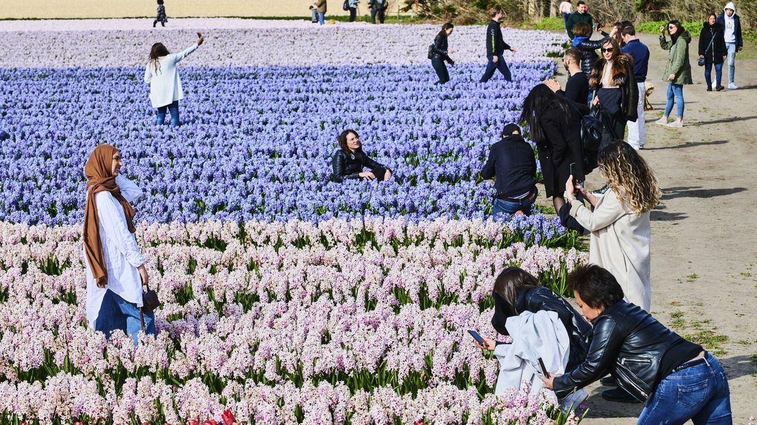 De Bollenstreek heeft nog steeds een enorme aantrekkingskracht op toeristen