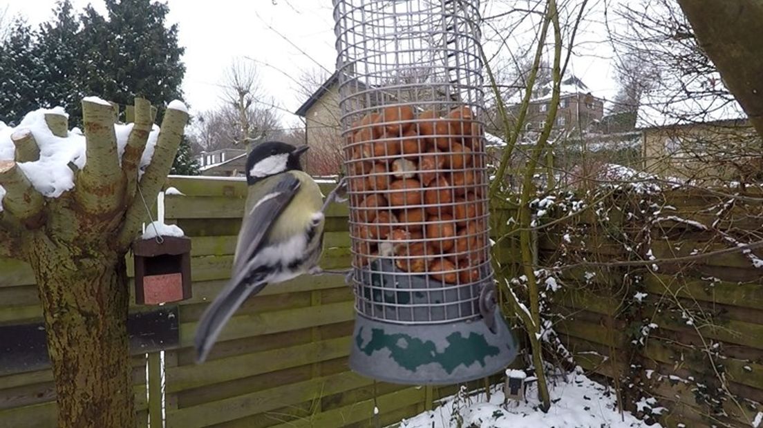 Een koolmees in de tuin.