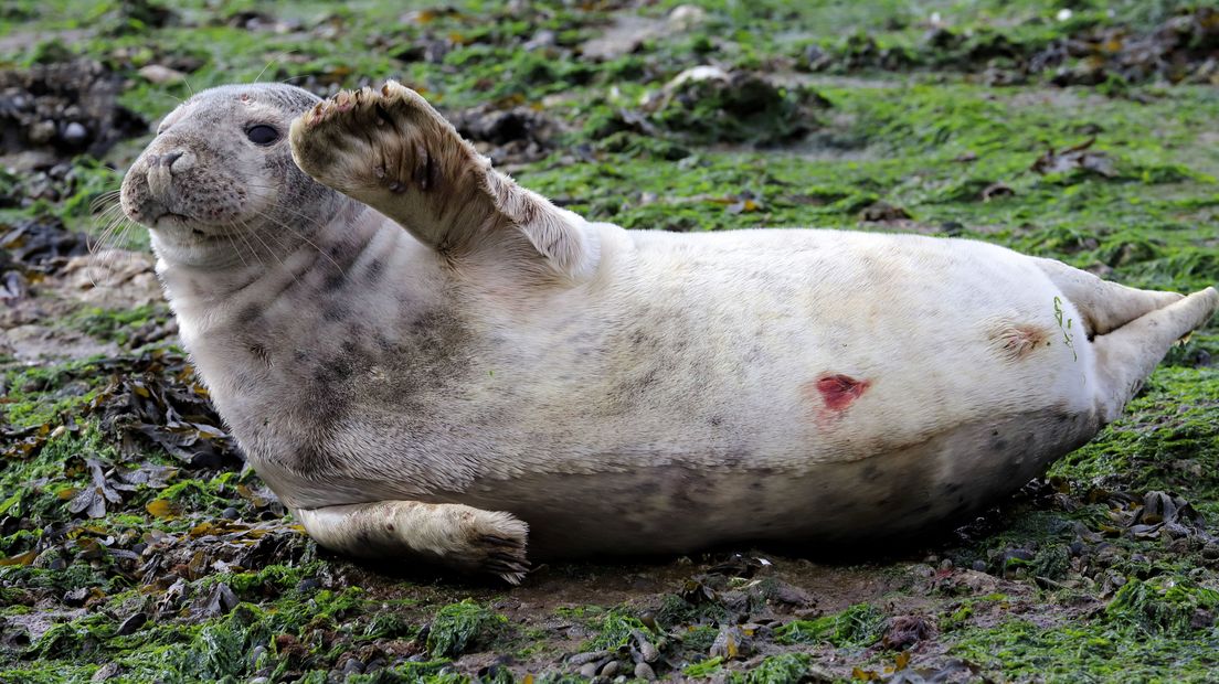 Een jonge zeehond zwaait naar de camera in Westkapelle