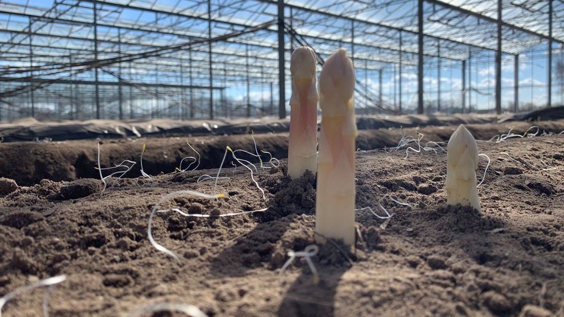 De eerste asperges steken hun kop boven de grond