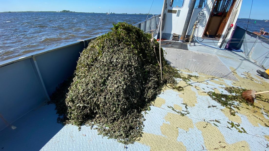 Een hoop gemaaid fonteinkruid op de maaiboot