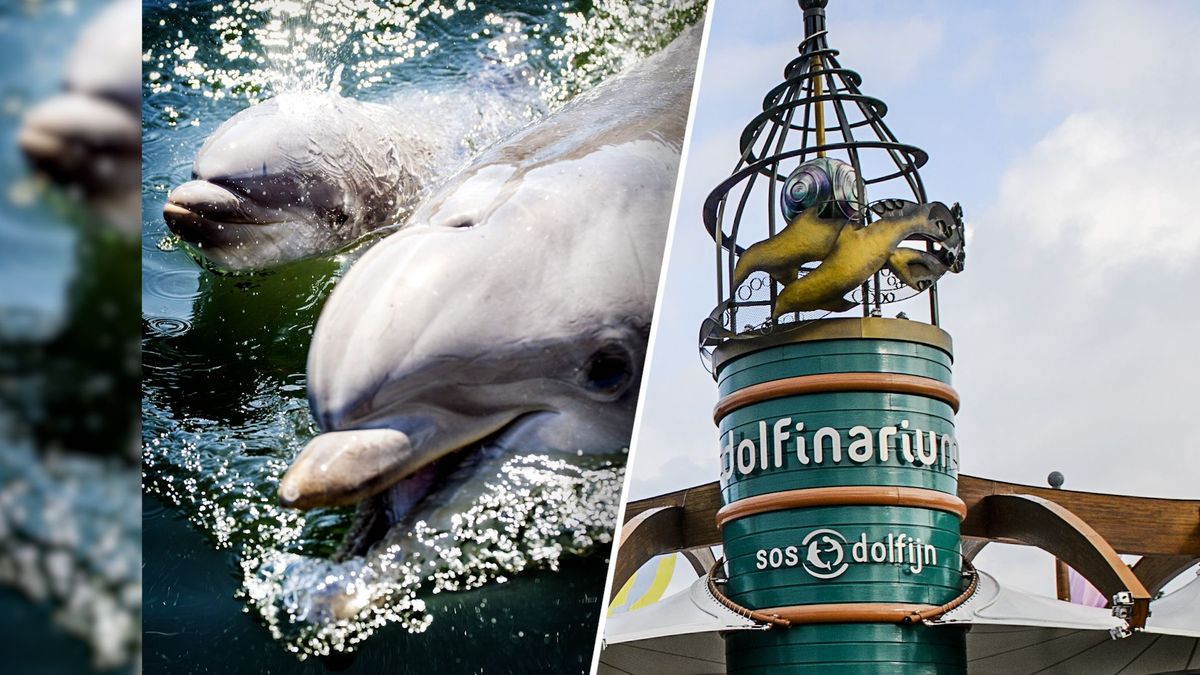 Dierenorganisaties blij met dolfijnverbod, Dolfinarium zet vraagtekens bij besluit