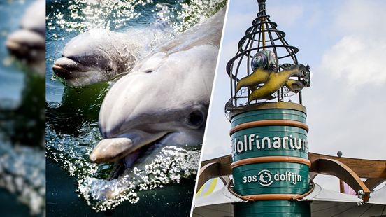 Geen nieuwe dolfijnen meer: vreugde bij dierenactivisten, zorgen bij Dolfinarium