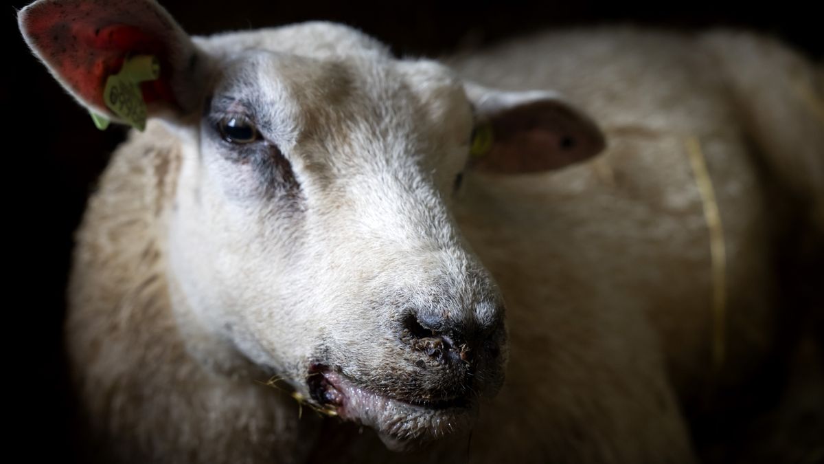 Bluetongue Outbreak: Veterinarians and Farmers Still Concerned for the Future