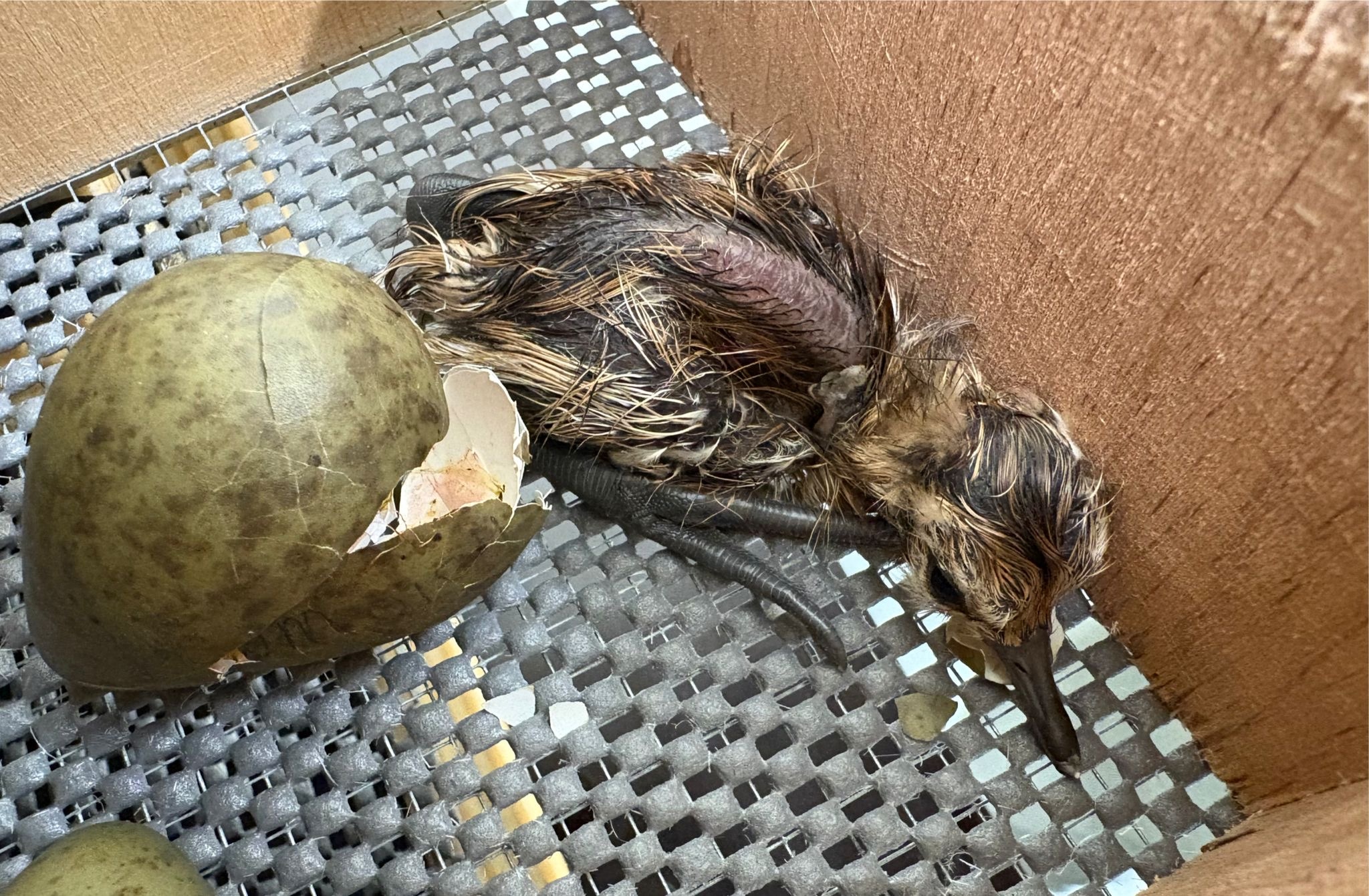 In skriezepyk komt út it aai by Avifauna