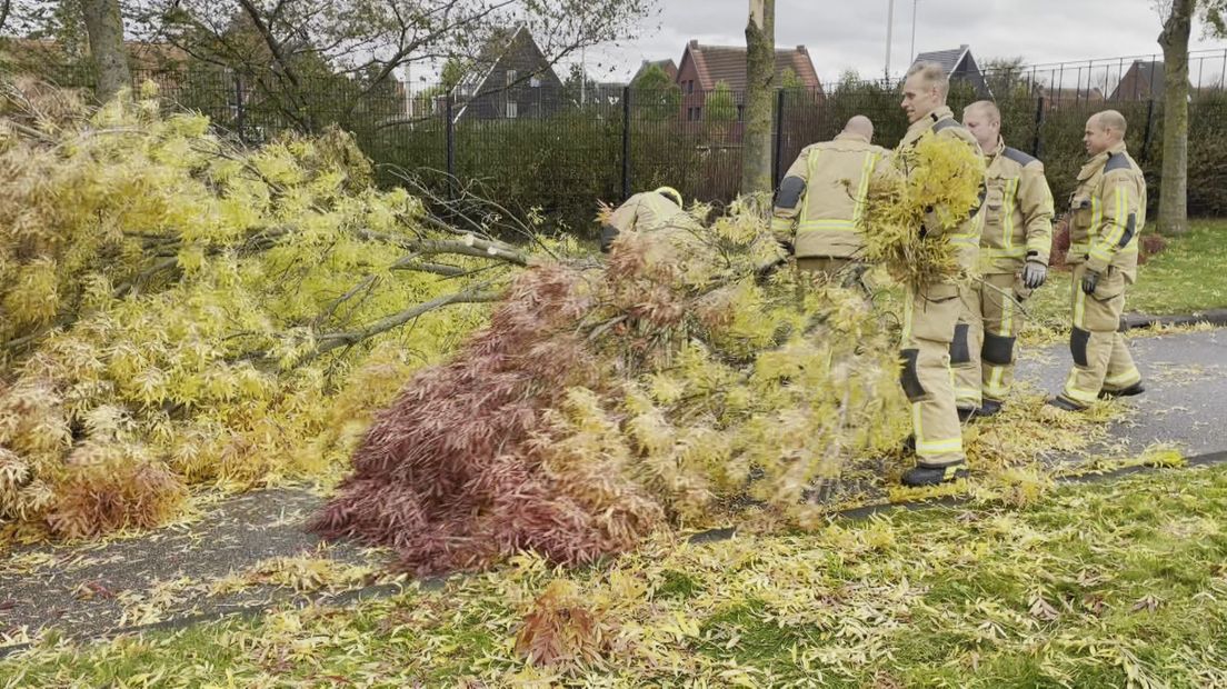 Boom omgevallen in de Haagse wijk Ypenburg (Brasserhoutweg)