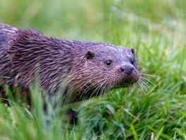 Toename aantal otters in Fryslân betekent plaag voor vissers