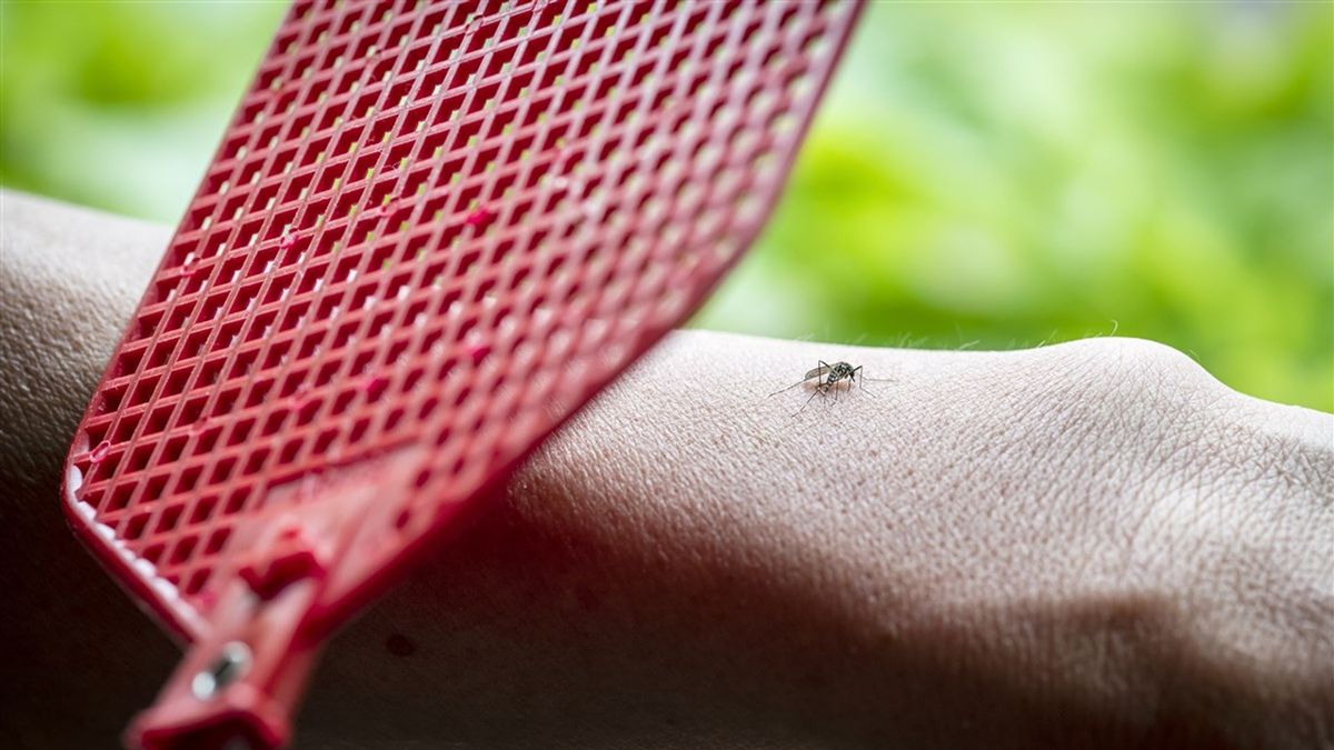 Preventing Mosquito Infestation: Effective Tips to Keep Your Garden Mosquito-Free