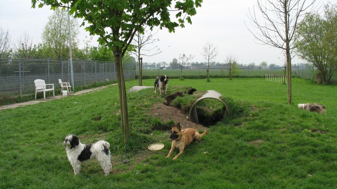 Het is topdrukte in de Gelderse dierenasiels. Nog steeds dumpen veel mensen hun hond, kat of konijn omdat het dier niet mee kan of mag op vakantie. Veel dierenasiels in de provincie hebben hun handen vol aan ongewenste dieren.