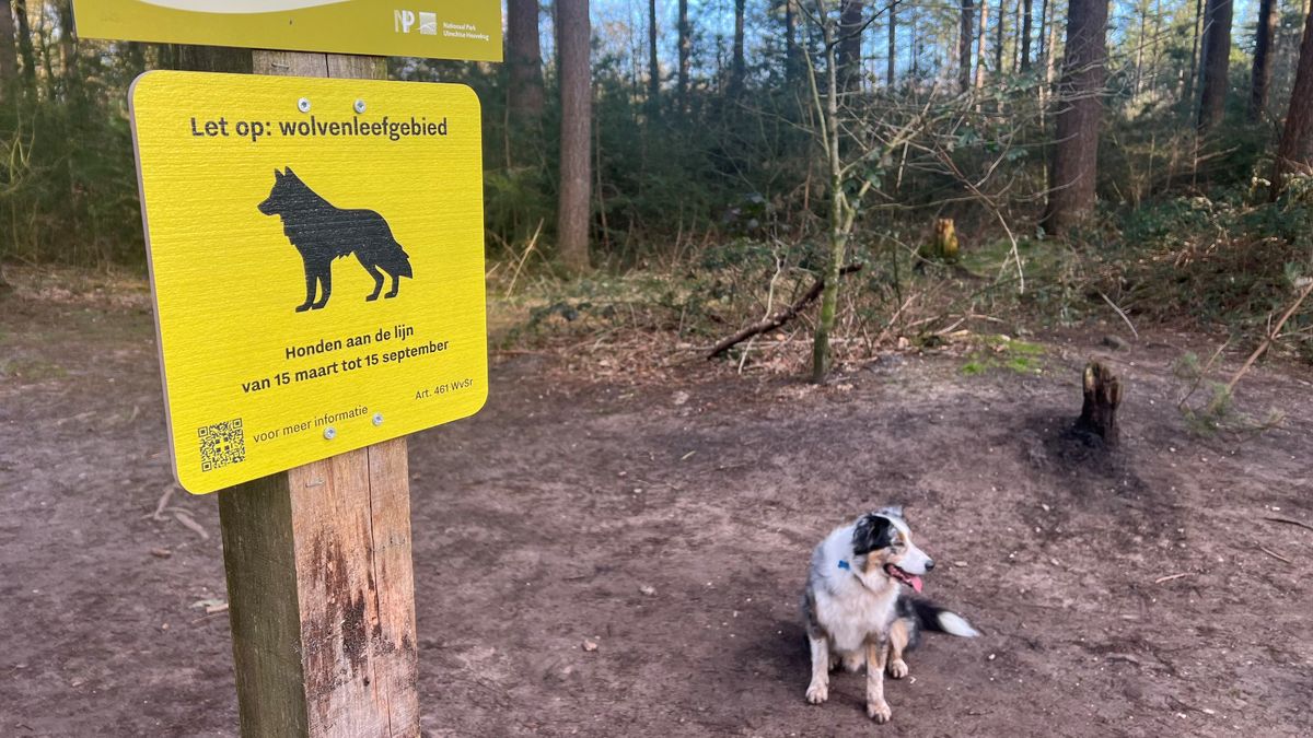 Weer aanlijnplicht honden rondom Leusderheide: 'Wolf kan hond als bedreiging zien'