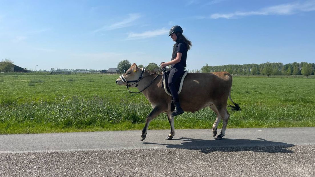 Lieke heeft geen paard, dus rijdt ze op een koe