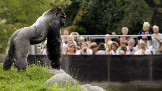 Even was Bokito in Venlo, maar wat gebeurt er met het lichaam van de wereldberoemde aap? Home