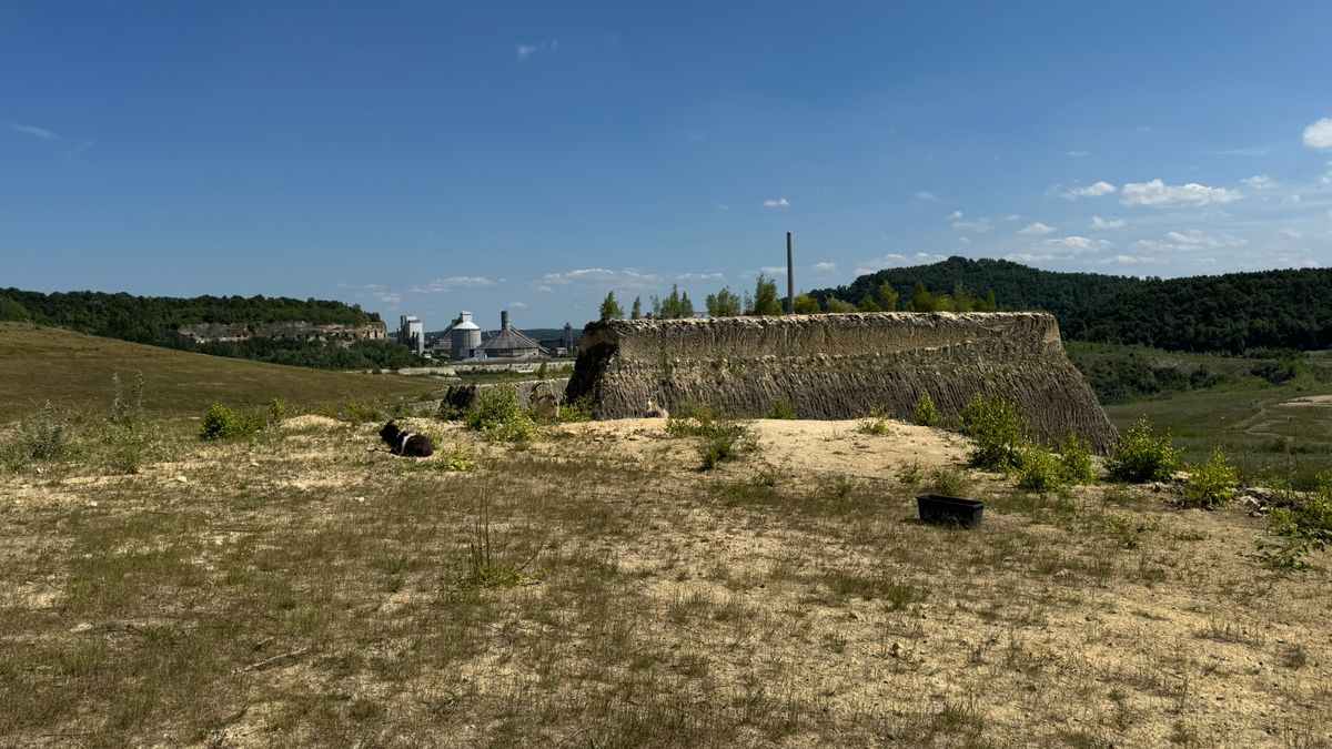 Onderzoek bevestigt: drie geitjes bij ENCI-groeve doodgebeten door wolf