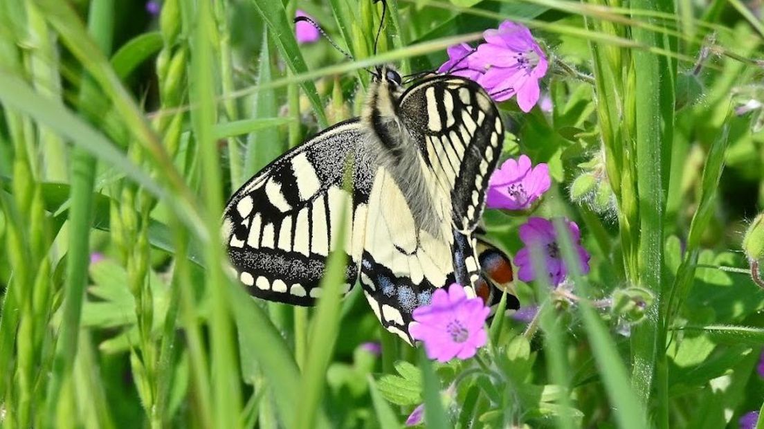 de koninginnepage, de grootste vlinder van Nederland komt ook voor op de bult van Driegaarden bij Westervoort