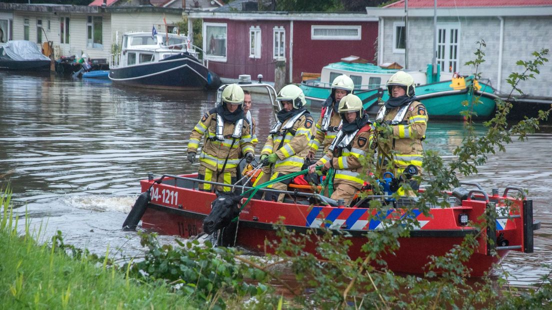 Het dier moest door de brandweer uit het water worden gehaald