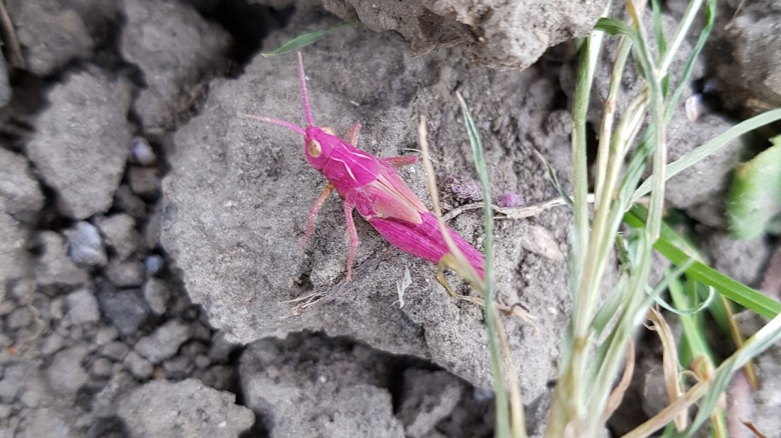 Zeldzame roze sprinkhaan duikt op in Grijpskerke