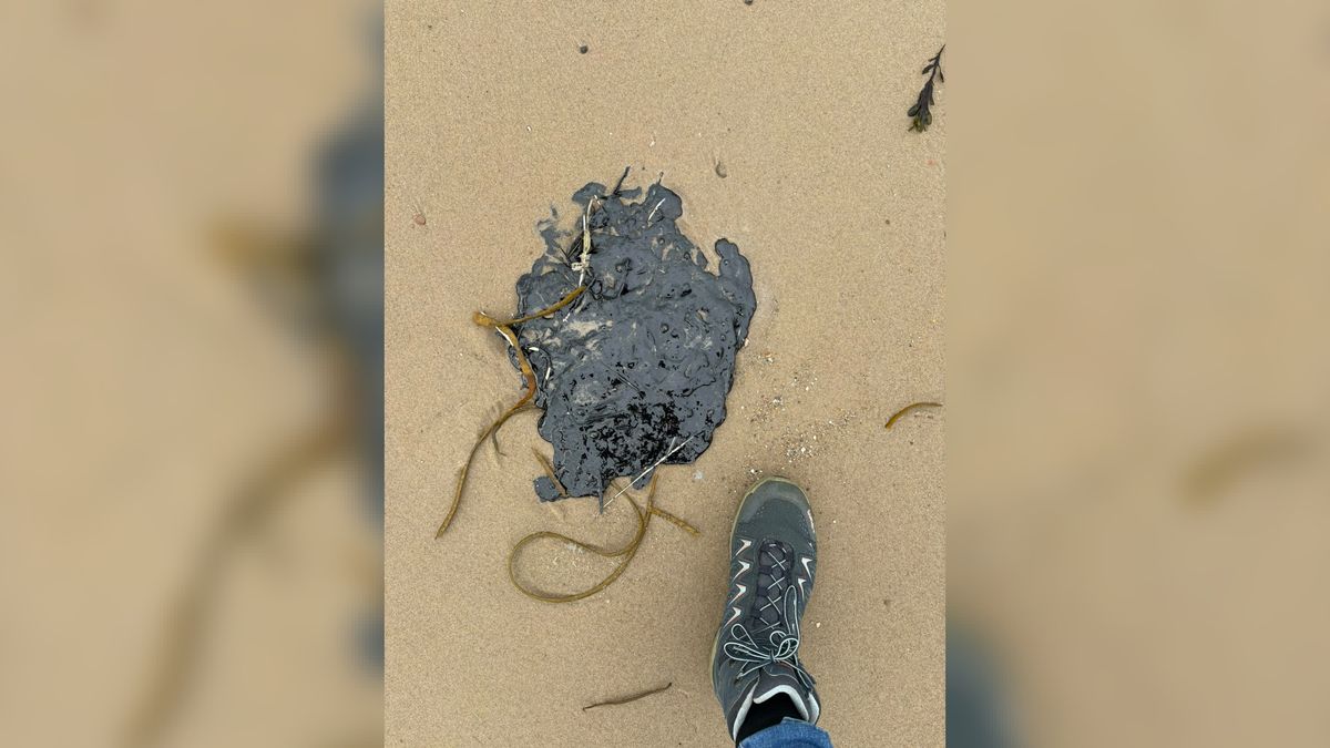 Zware stookolie tussen het wier spoelt aan op stranden van Walcheren