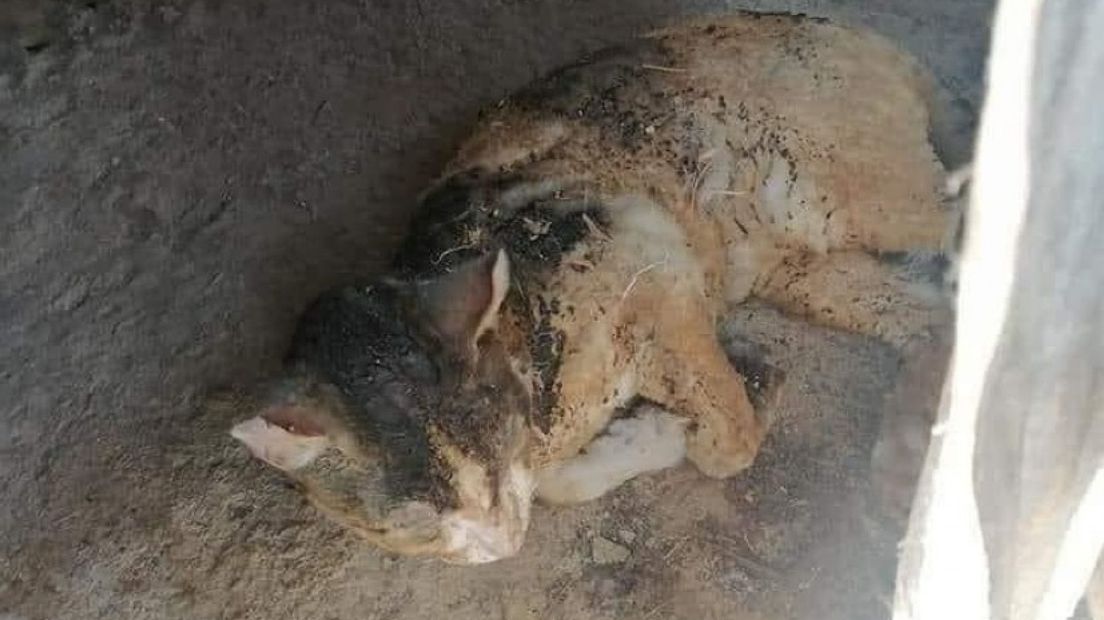 Geredde kat uit de brand