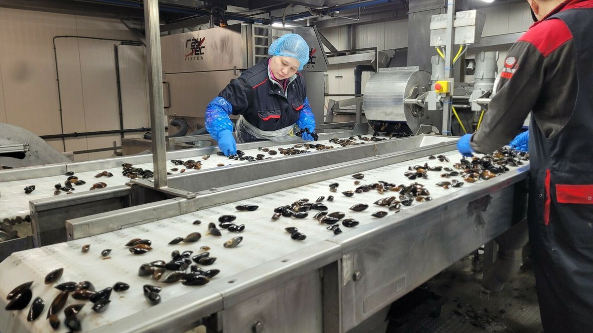 Geen kwijtschelding huur kweekpercelen, maar wel steun voor mosselsector: 'We zijn er tevreden mee'