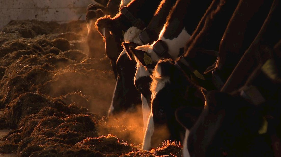 Stal koe koeien veehouderijen boerderij veehouder