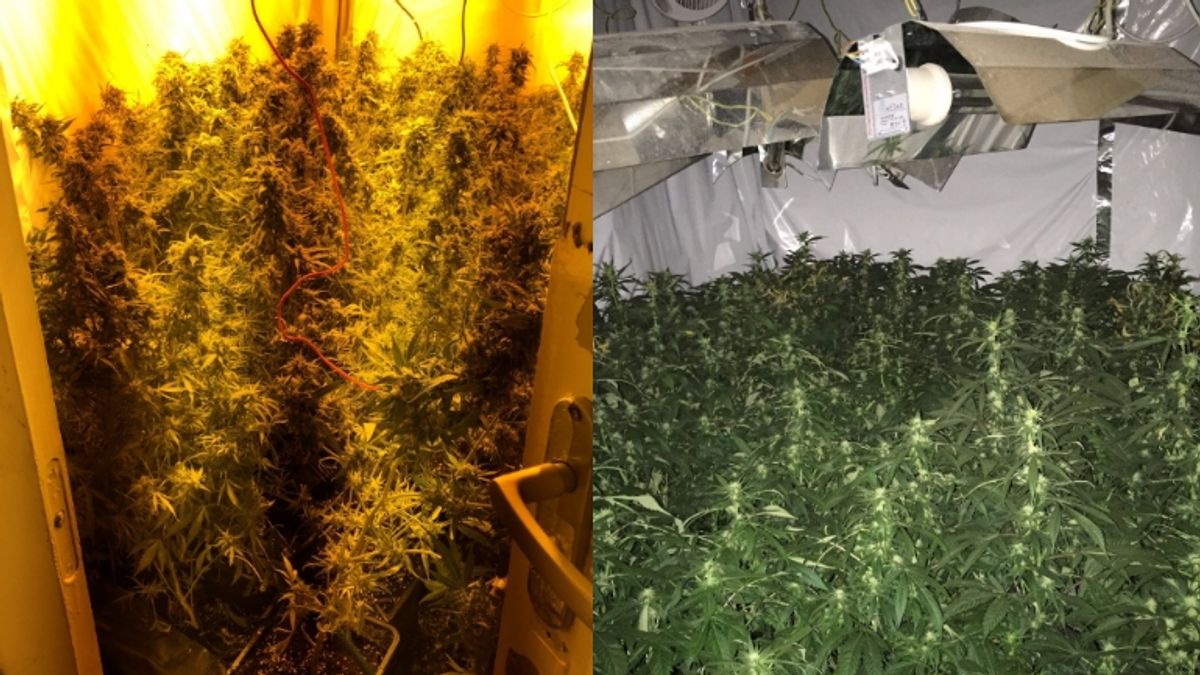 Twee mensen opgepakt bij ontdekking hennepkwekerij in Emmen