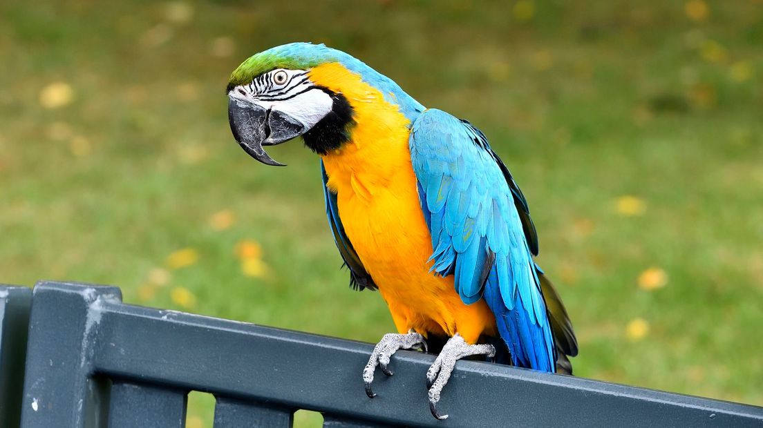 De man stal op verschillende plekken in Drenthe en Groningen papegaaien (Rechten: ANP/Erald van der Aa)
