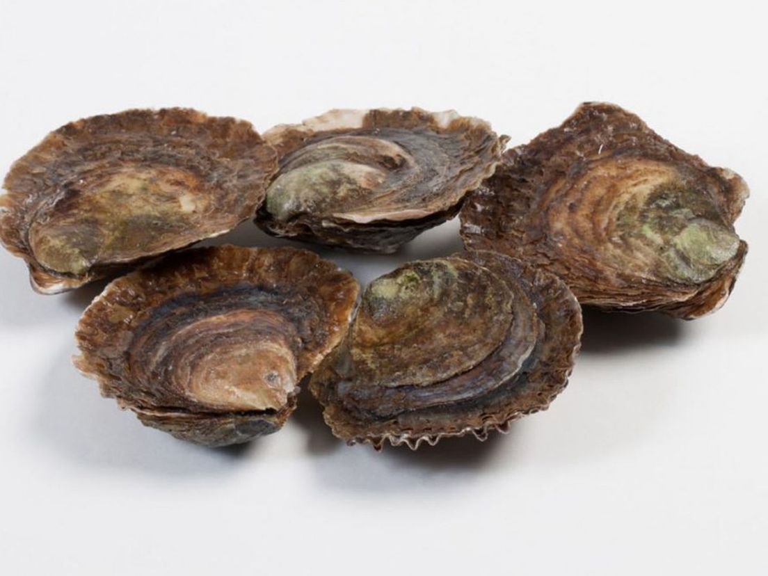 Platte oesters